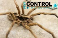 General Pest Control Melbourne image 2